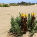 Gelbe Cistanche (Cistanche phelypaea)